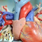 Agua en el corazón: causas, síntomas y tratamiento explicados