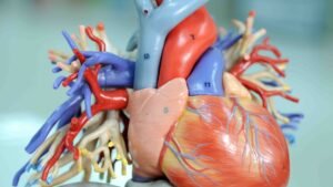 Agua en el corazón: causas, síntomas y tratamiento explicados