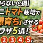 【知らないと損】ミニ トマト 栽培で“爆育ち”させる裏ワザ5選！