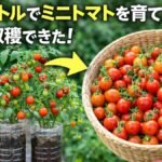 ペットボトルでミニトマトを育てたら、大量に収穫できた!