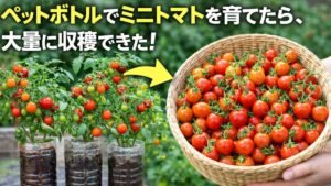 ペットボトルでミニトマトを育てたら、大量に収穫できた!
