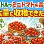 ペットボトルでミニトマトを育てたら、大量に収穫できた！