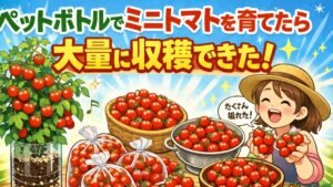 ペットボトルでミニトマトを育てたら、大量に収穫できた！